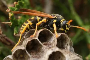 wasp-5350541_1280