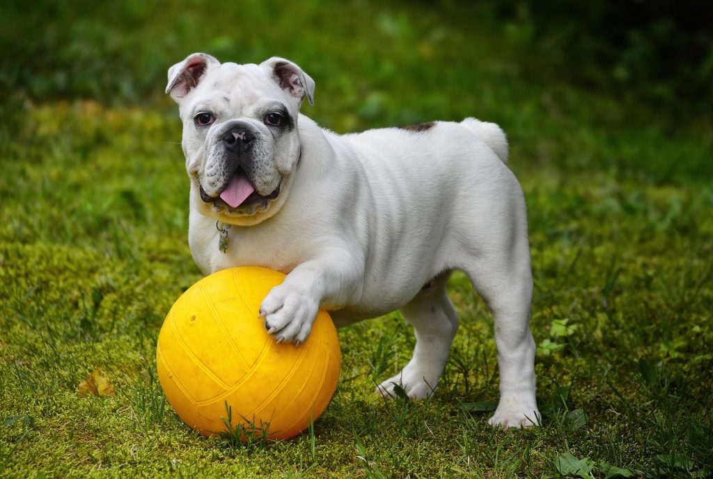english-bulldog-562723_1280