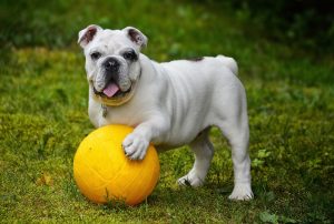 english-bulldog-562723_1280