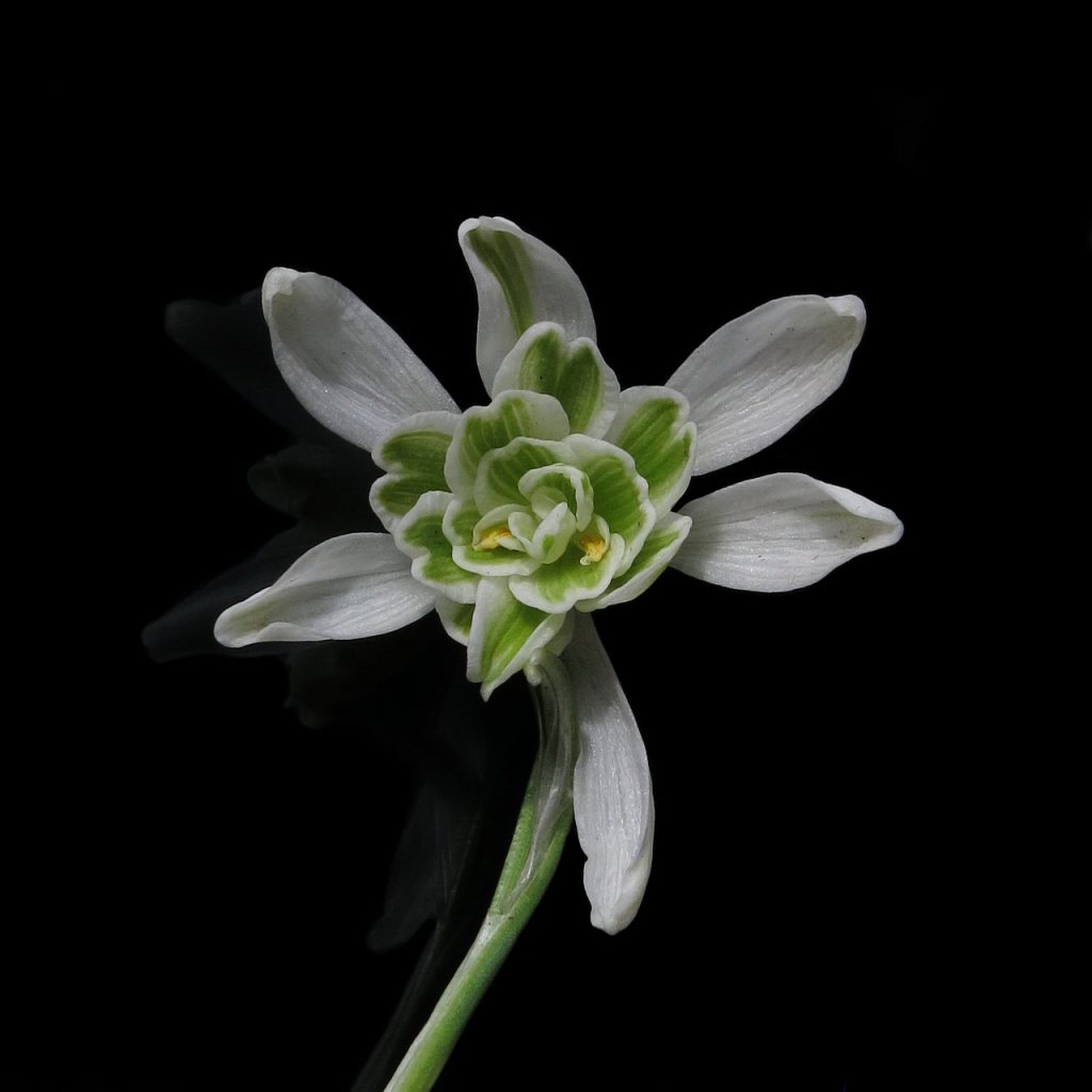snowdrop-4907297_1280