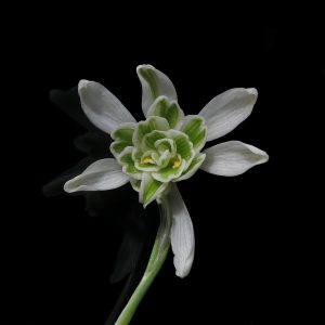 snowdrop-4907297_1280