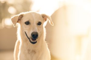 dog-1869167_1280