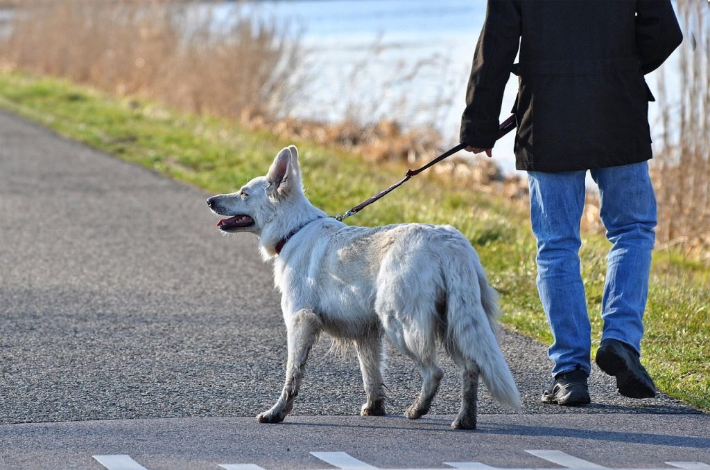 dog-3226922_1280
